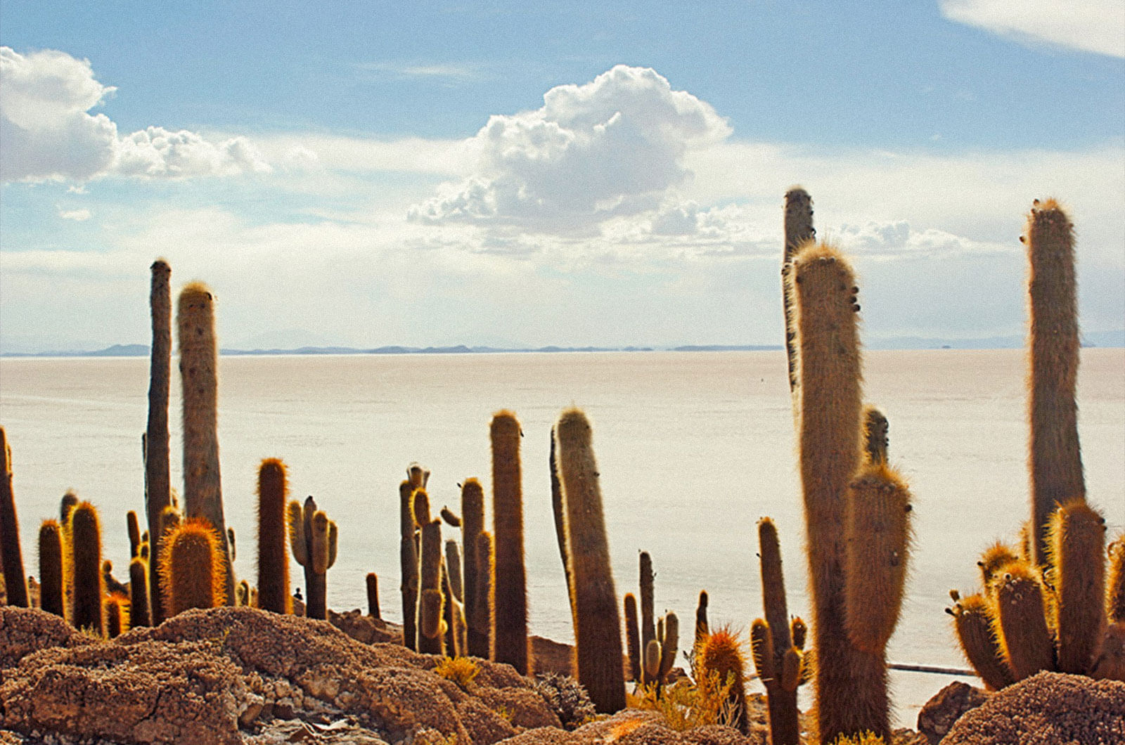 Island of the fish in the Uyuni salt flats, Pototsi, Bolivia
